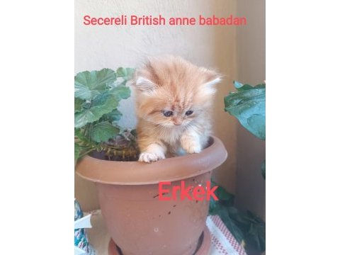 British longhair golden secereli anne babadan