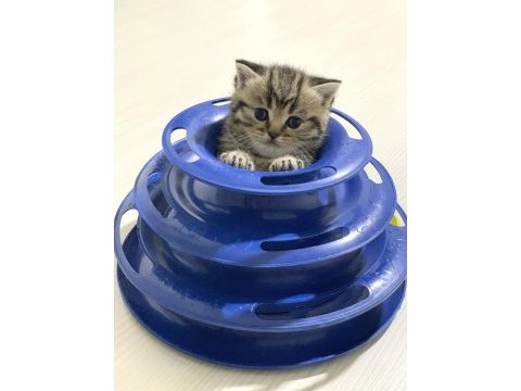 Sahibinden golden black tabby british shorthair erkek yavru