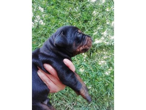 Fcı kıf şecereli a clas doberman yavruları