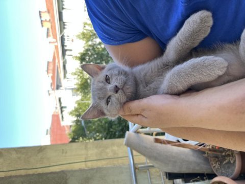 2 aylık yavrular scottish fold