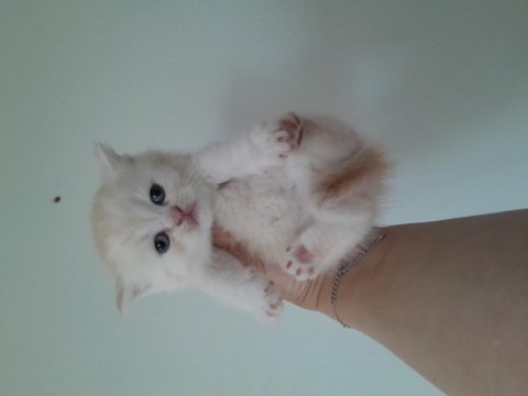 Scottish fold ve scottish straight erkek ve dişi