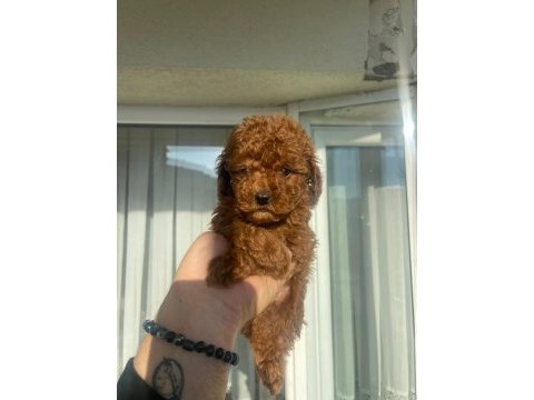 Safkan toy poodle red brown yavrular