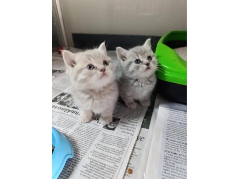 Sevimli british shorthair bebekler