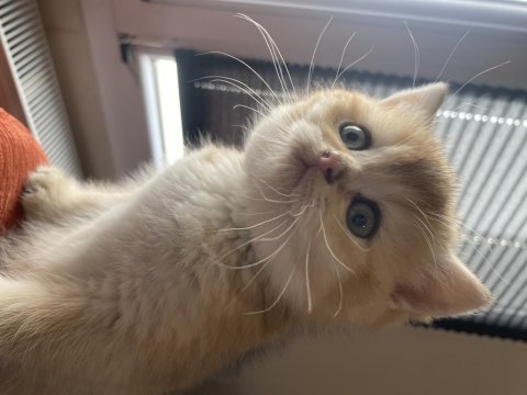 Golden british shorthair bebekler teslime hazır