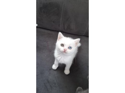 Minnak kedilerimiz