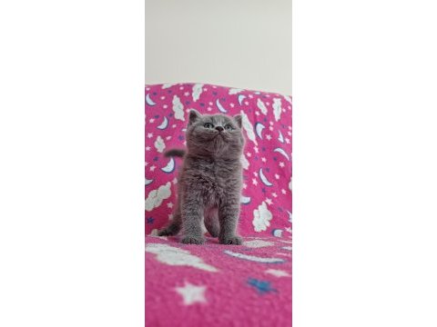 British kızımız yeni yuvasına gitmeye hazır
