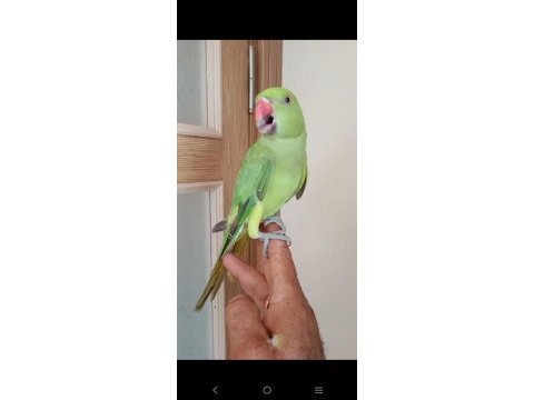 Ful evcil yeni yeni konuşan pakistan papağanı