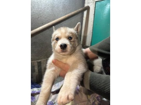 Saf kan husky yavrusu