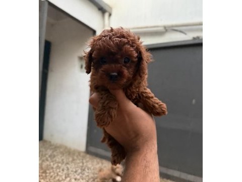 Kısa kuyruk kore dark brown yavrular