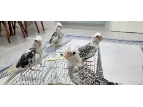 Wf white kalite yavru bebek yavru ısırma yok 35 kuşumuz