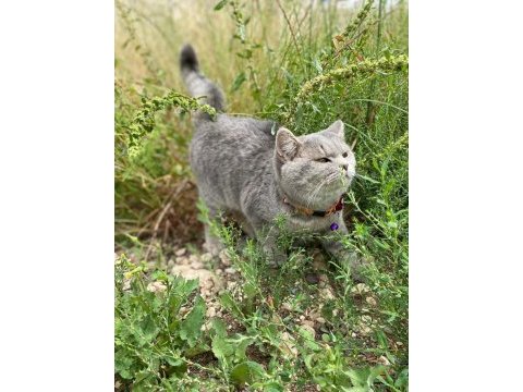 11 aylık british shorthair
