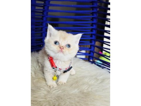 British shorthair krem rengi yavru