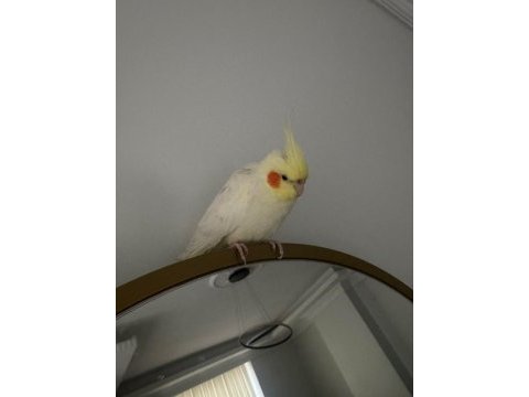 1 yaşında erkek sultan papağanı ele alışkın