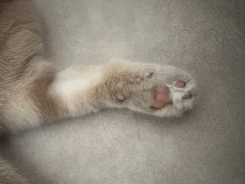Ücretsiz sahiplendirilecek scottish fold