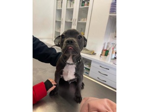 A kalite ırk sağlık garantili french bulldog yavrular