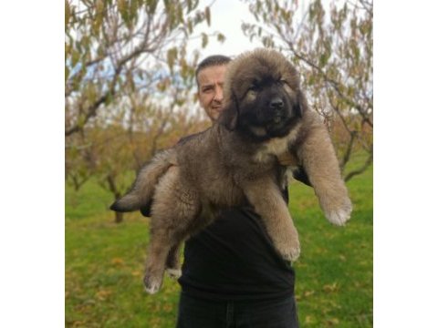 Kafkas çoban köpeği yavrumuz