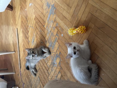 British shorthair kedilerimiz sahiplendirilecektir