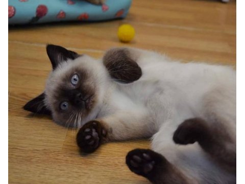 50 günlük british shorthair blue chıcalate dişi
