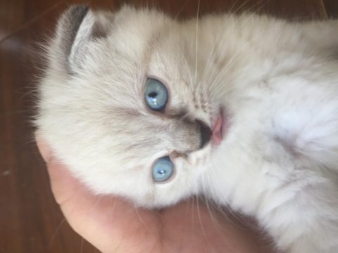 Sevimli yavrular scottish fold