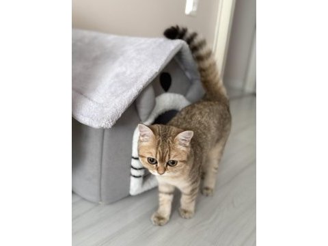British shorthair golden 11 aylık dişi