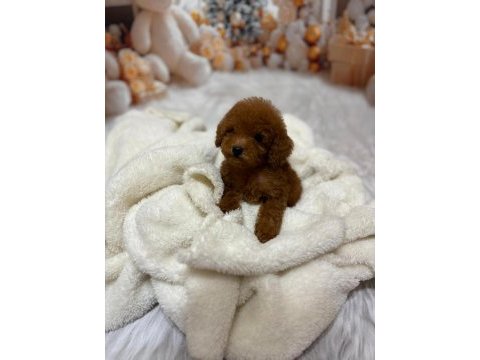 Küçük boy kore poodle köpeklerimiz