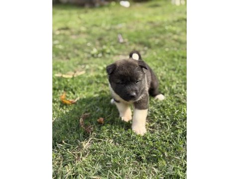 Safkan amerikan akita yavrular