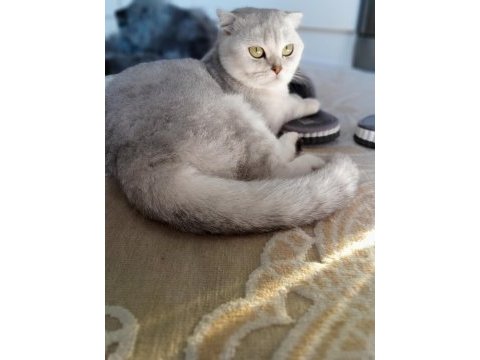 Scottish fold silver