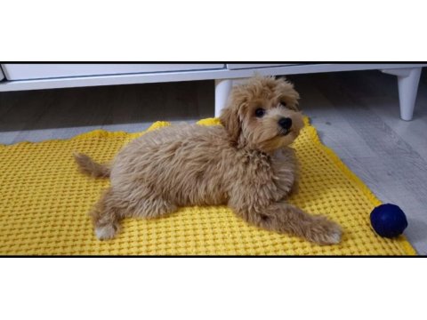 Sevimli maltipoo