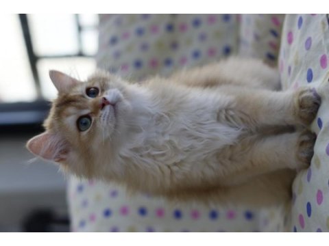 British longhair erkek kedimiz