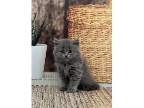 Brıtısh longhaır safkan yavrularım 