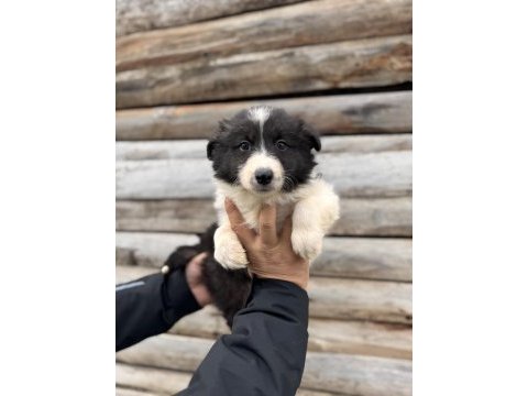 En zeki ırk border collie bebekler