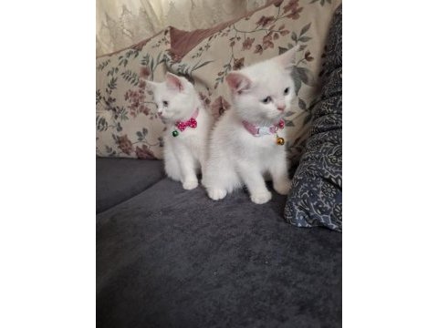 Cins kedi biritichsahibinden çok oyuncuysam bir maskot