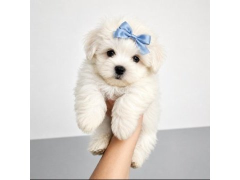 Terrier maltese 0 numara