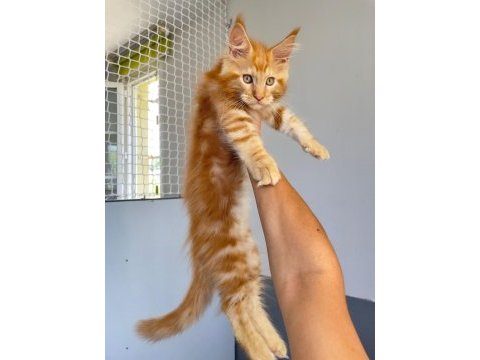 Mainecoon 2,5 aylık erkek red 