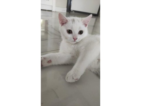 3 aylık erkek british shorthair