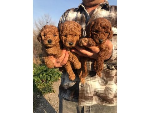 Sağlık ve ırk garantili poodle yavrularım