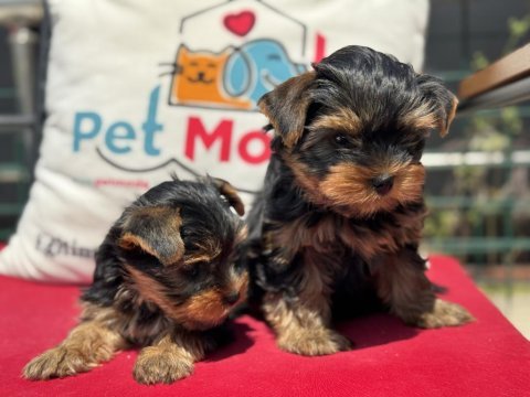 Petmode köpek çiftliğinden tea cup yorkshire terrier