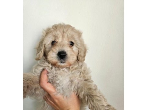 Maltipoo yavru köpeğimiz