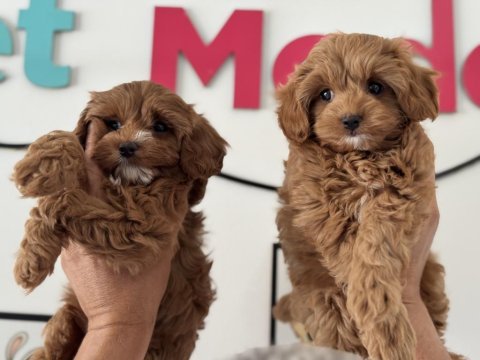 Petmode  köpek çiftliğinde ziyarete açık kore maltipoo
