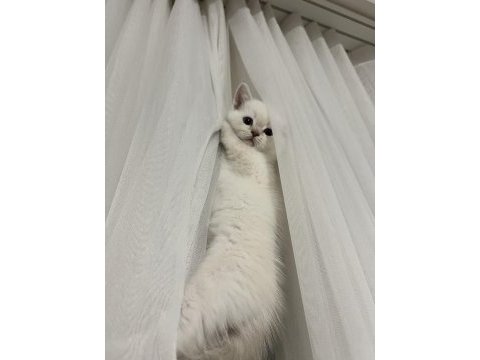 British shorthair blue ve red point yavrular