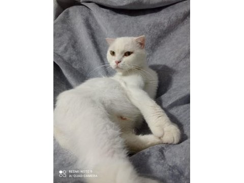 Kedimiz pişmaniye için eş arıyorum