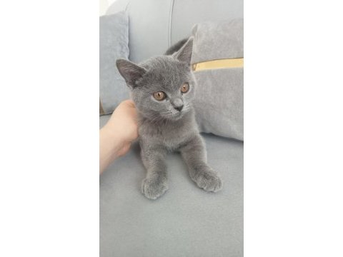 4 aylık british shorthair aşıları vurulmadı