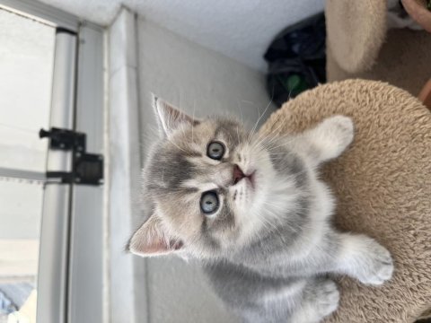 British shorthair