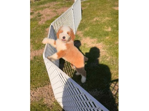 Çok özel giant poodle yavrularımız