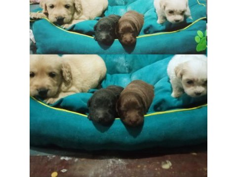 Golden retriever muhteşem yavrular