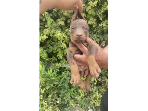Safkan kızıl yavru doberman