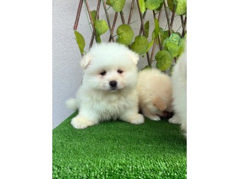 Pomeranian spitz erkek
