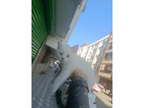 Mavi gözlü siyah burun ve kuyruklu british shorthair
