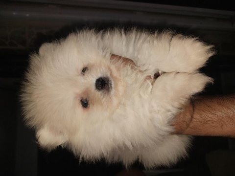 45 günlük süt beyaz erkek ev ortamında pomeranian