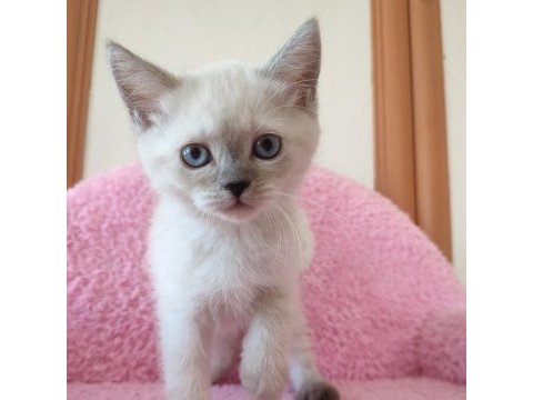 2 buçuk aylık british shorthair
